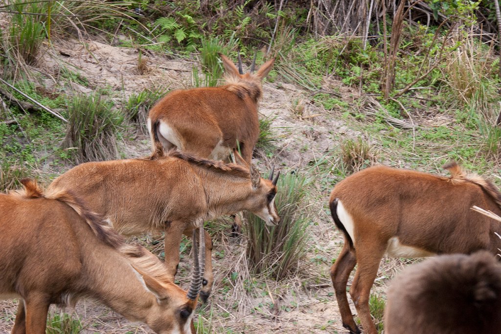 IMG_6742.jpg - Sable antelope.